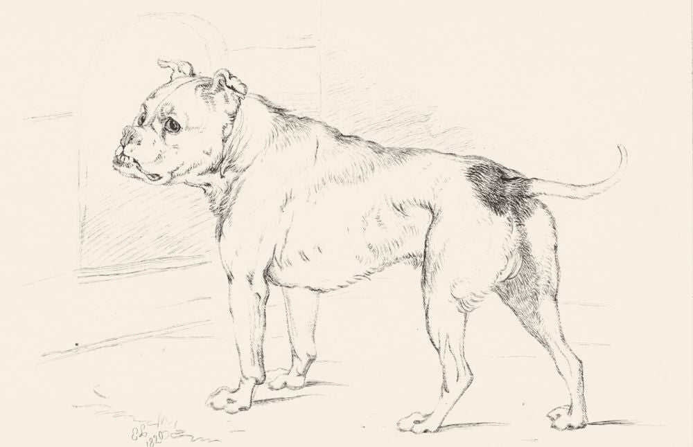 DOGS. Example 3-Landseer c1880 old antique vintage print picture